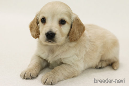 販売中の神奈川県のミックス犬-374598の2枚目